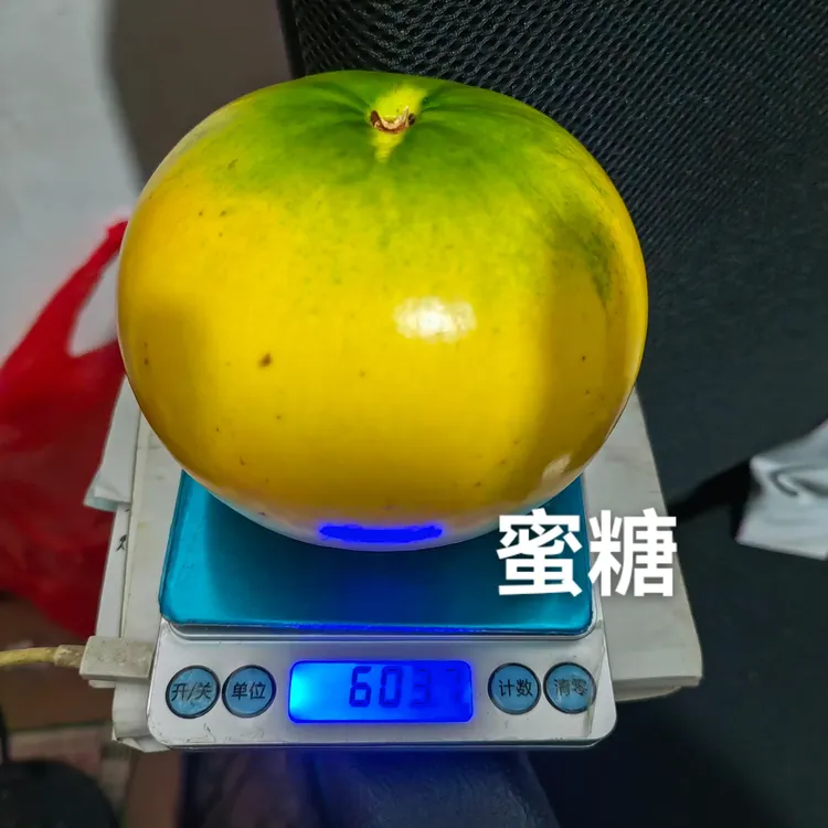 新鲜现摘当季蜜糖黄晶果