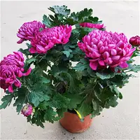 【紫绣球】大花富贵菊 九月大菊盆栽开花好看