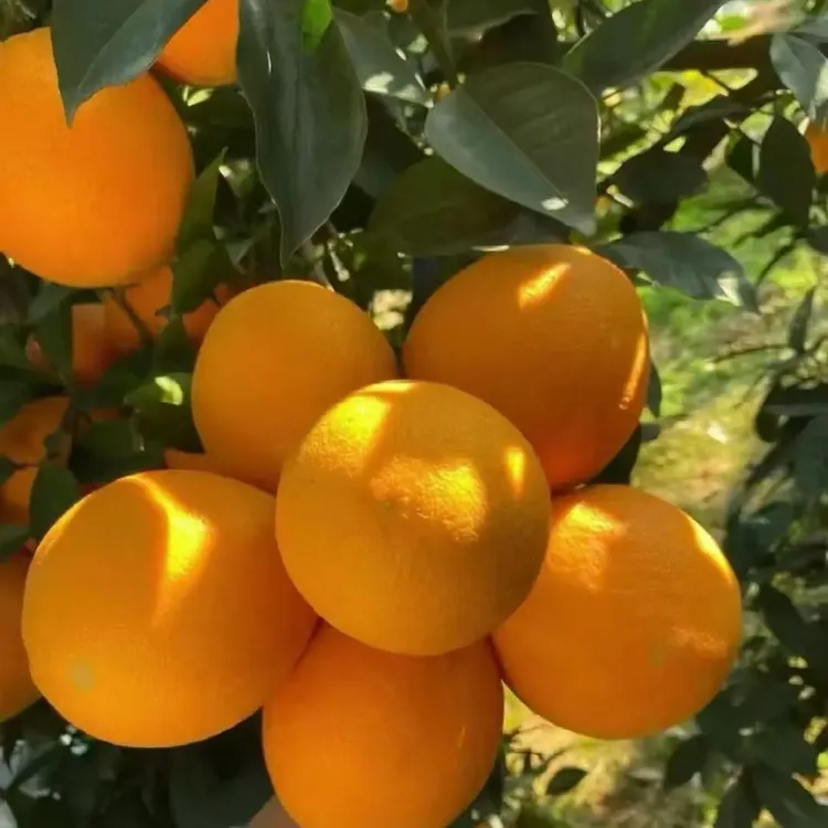 现摘现发 赣南脐橙 新鲜水果整箱 当季甜橙子 皮薄多汁 产地直发