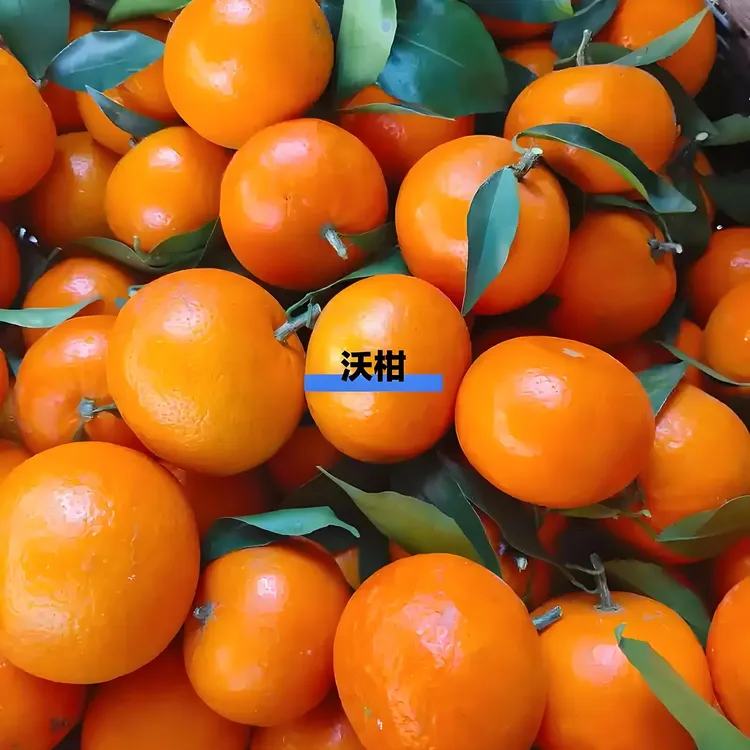 超甜沃柑大理滨川甘采摘农场直发皮薄肉厚汁多橙子砂糖橘云南大果