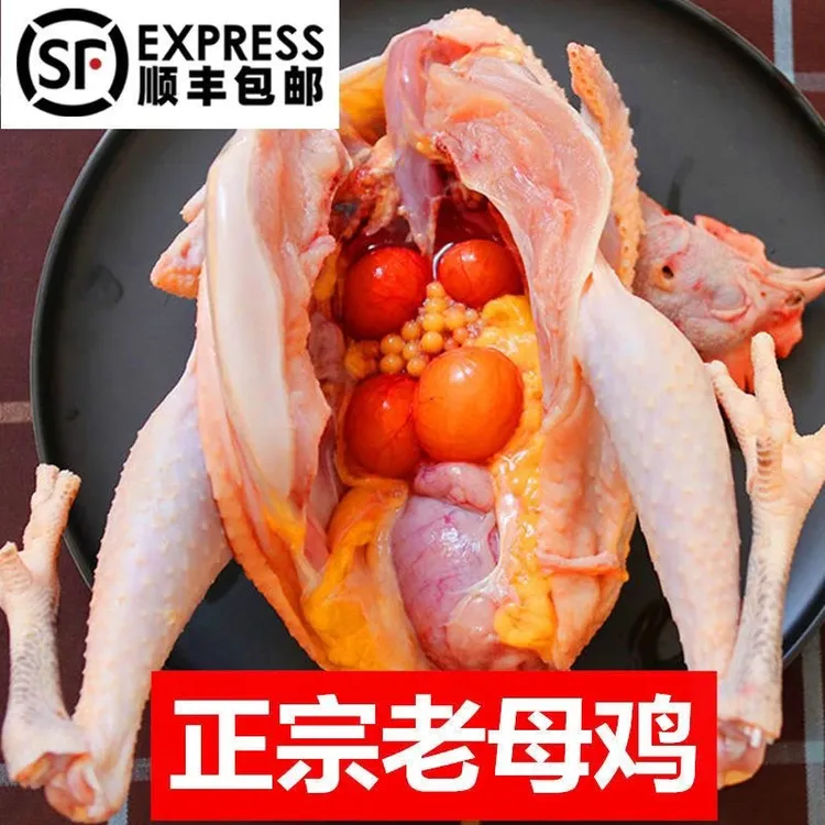 桃源散养老母鸡竹林正宗走地鸡炖汤黄油活鸡山鸡土鸡常德钵子菜