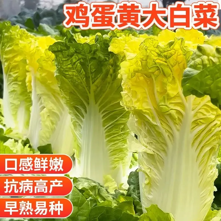 【鸡蛋黄大白菜种子】真好吃黄心快菜种籽耐热四季农家小院蔬菜种子