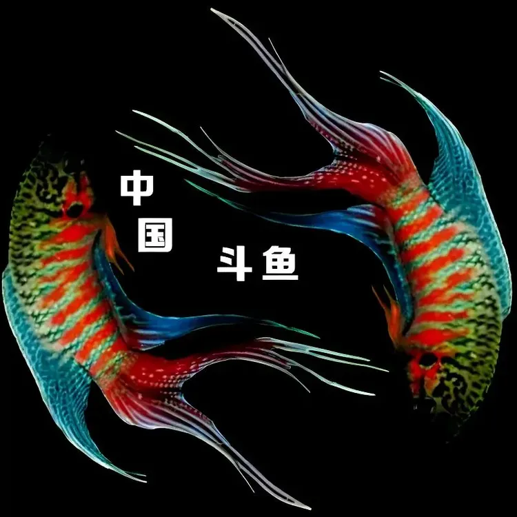 中国斗鱼公母繁殖小苗活体包邮不用打氧的鱼淡水热带观赏健康热卖