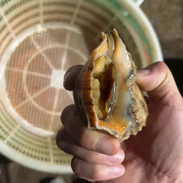 新鲜活鲜海螺顺丰快递海鲜水产