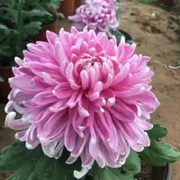【粉牡丹】大花富贵菊 九月大菊盆栽开花好看