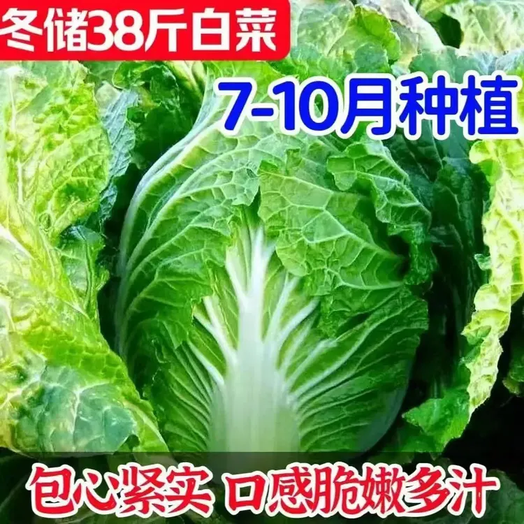【冬储38斤大白菜种子】家庭阳台小院盆栽地裁四季种植夏秋播