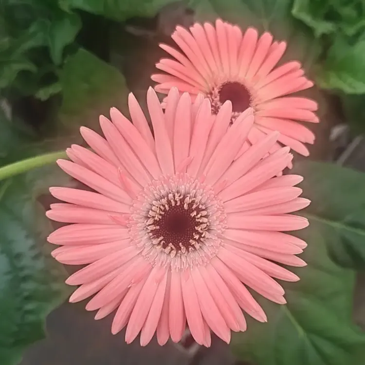 短杆非洲菊石楠花扶郎花室内室外庭院阳台多年生四季开花