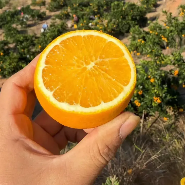 正宗赣南脐橙新鲜水果产地直发当季现摘香甜多汁手剥橙子