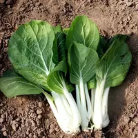 【五袋包邮】玉美人奶白菜奶油快菜矮奶白菜高梗白小白菜四季
