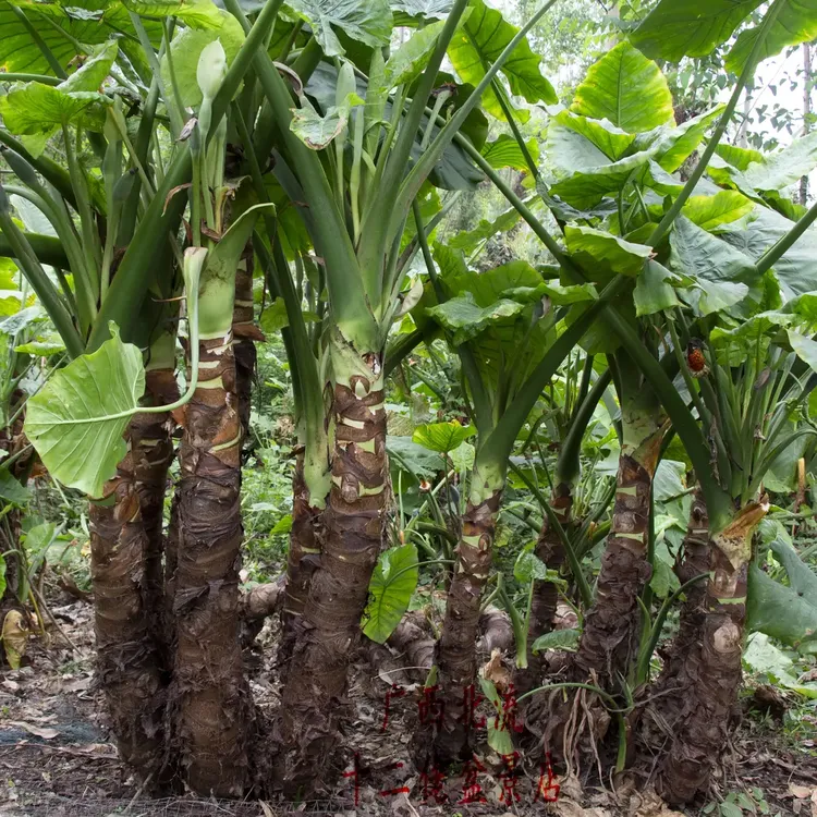 滴水观音盆栽霸王芋室内吸醛庭院植物老桩造型盆栽好养活懒人植物