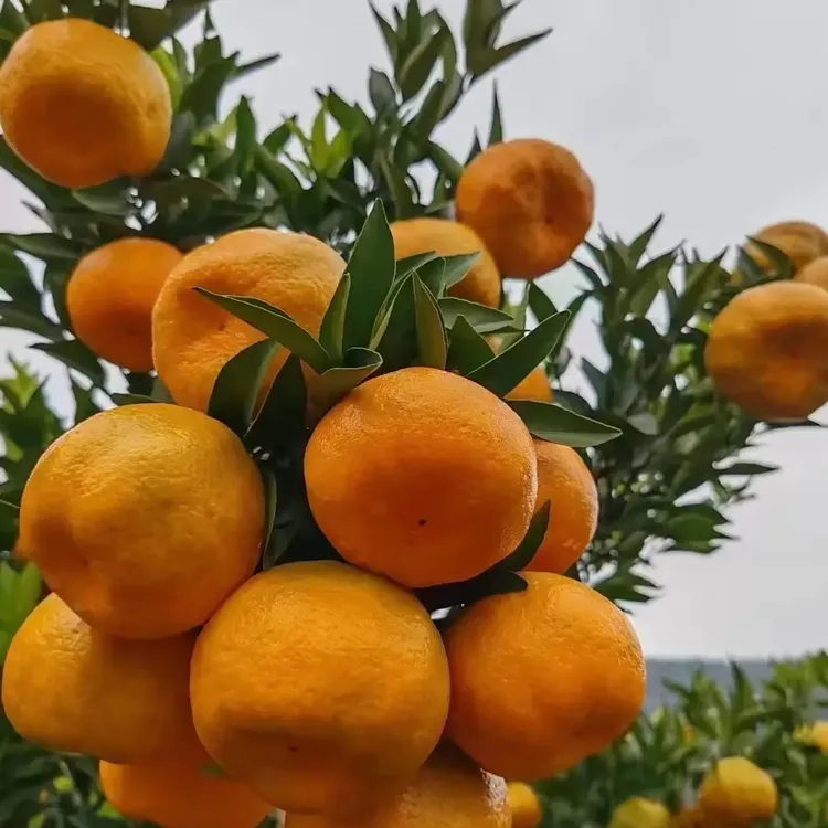 云南高山椪柑新鲜采摘当季水果产地直发鲜甜多汁！偏远地区不发货！
