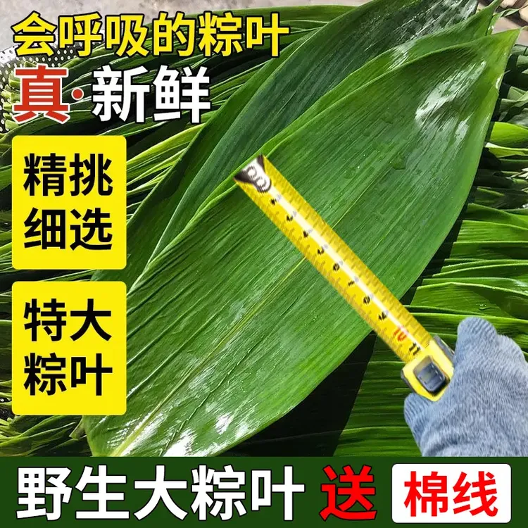 【现货速发】新鲜粽叶竹叶商用大号鲜棕寿司DIY用具摆盘装饰小叶子