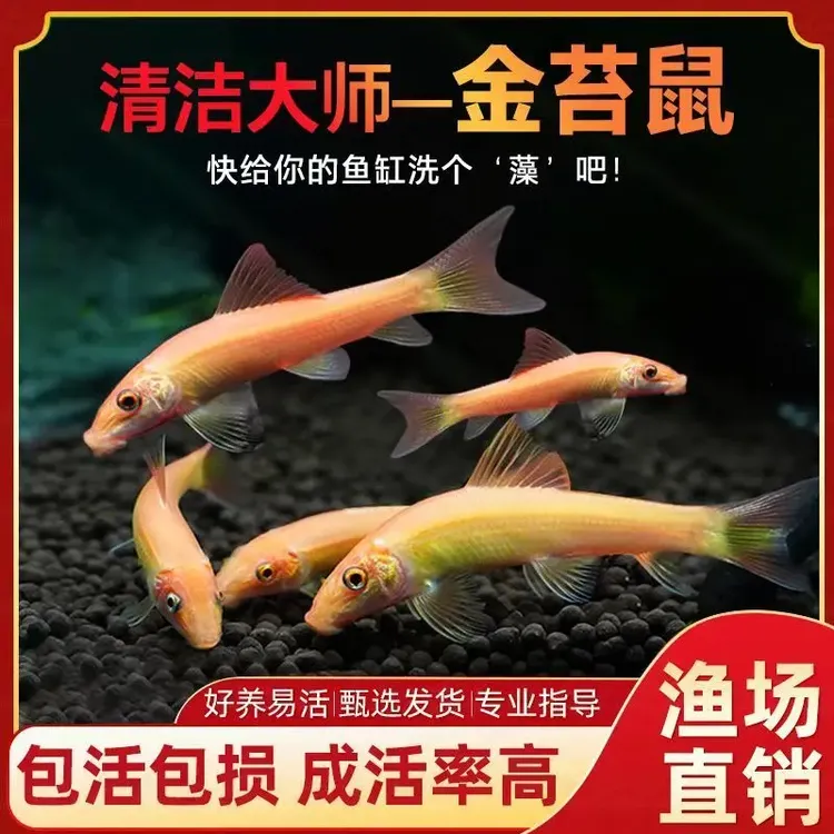清道夫老鼠鱼清洁工具小型热带鱼青苔清缸除藻鱼缸金苔花椒观赏鱼