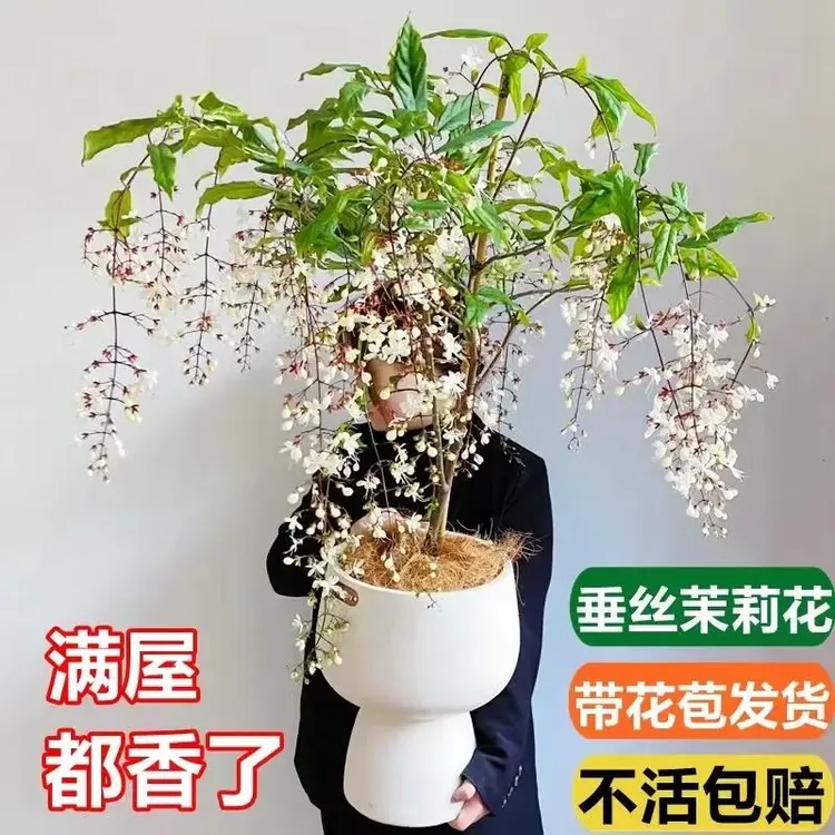 垂丝茉莉盆栽风车茉莉植物带花苞进口室内花卉四季好养稀有垂吊
