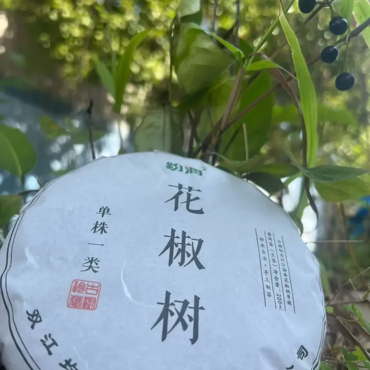 大户赛花椒树单株200克普洱茶生茶饼