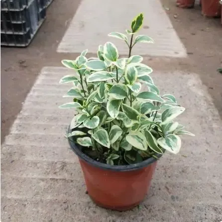 花叶蔓盆栽室内外阳台长春藤垂吊植物耐热黄金花叶蔓吊兰易成活