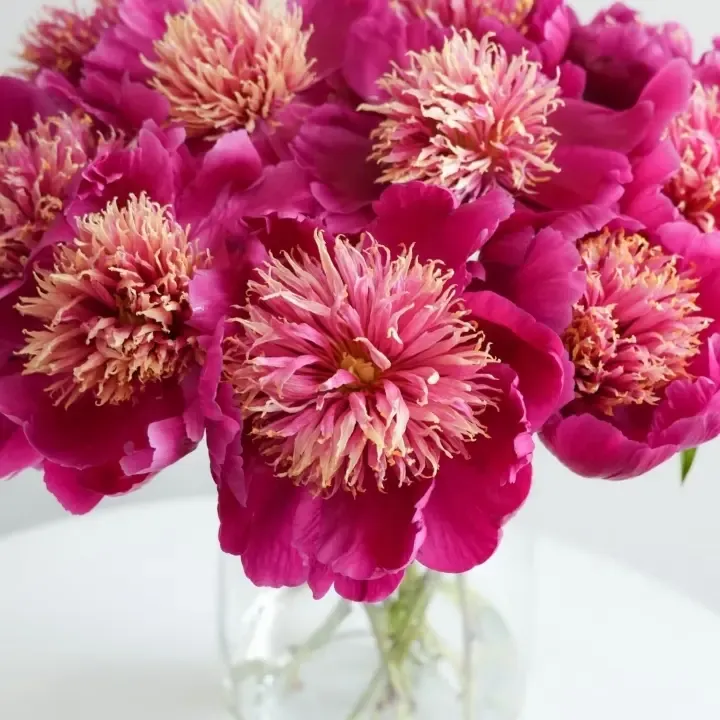 金光闪烁国产重瓣观赏芍药种植基地直发包对版