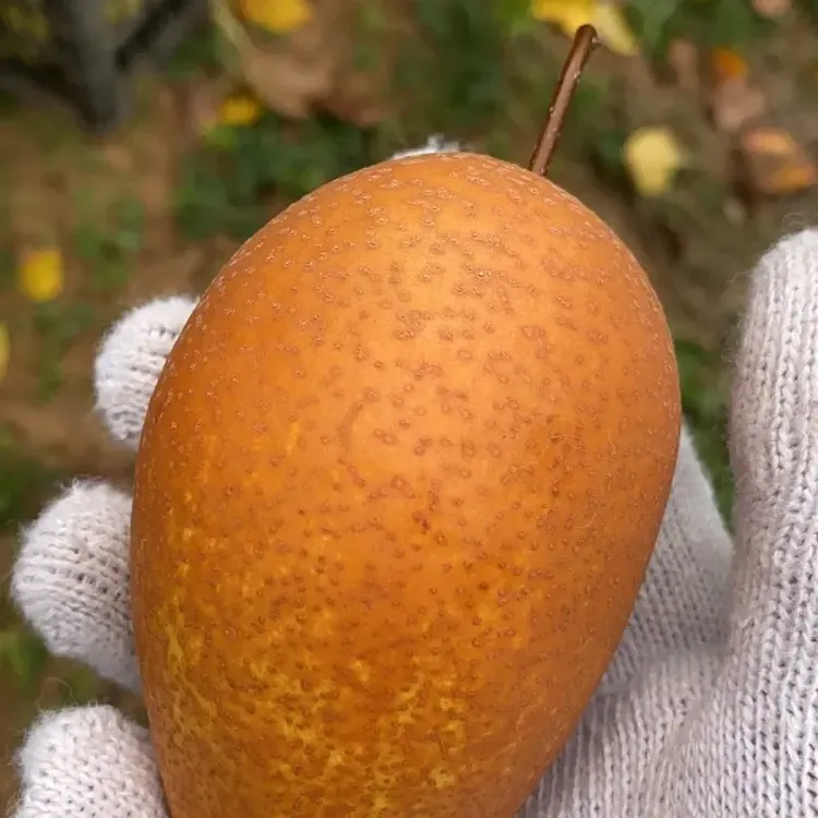 洛宁马店金珠果沙梨超大号单果150g左右新鲜现摘现发净重5斤包邮