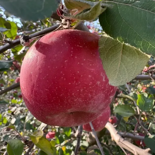 不套袋红富士【果园直发顺丰包邮】