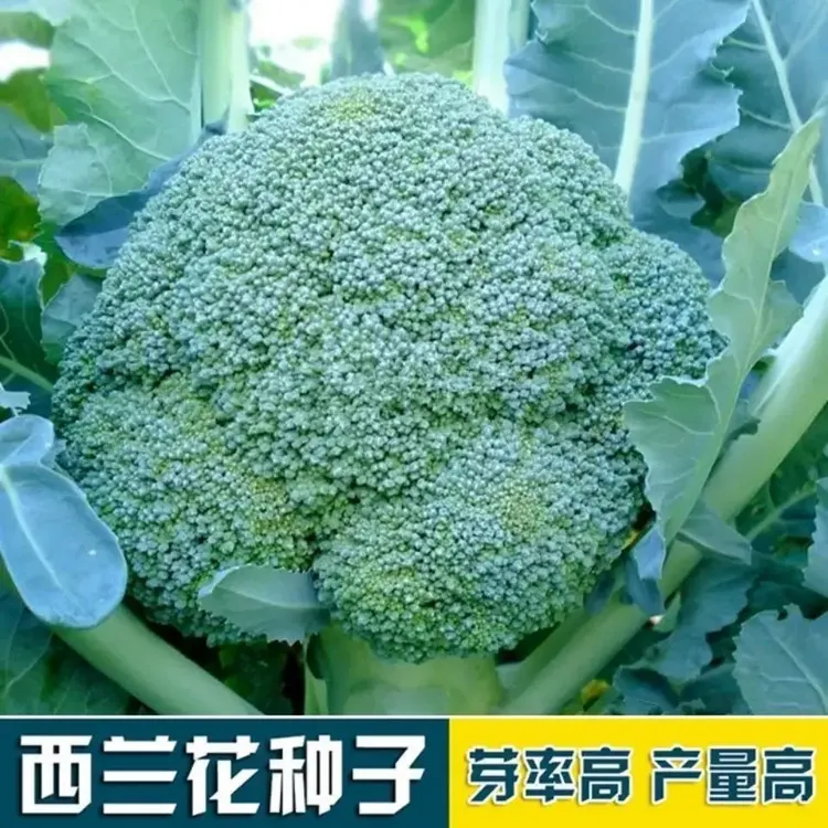 西兰花种籽西兰花种子苗曼陀绿青花菜四季种籽菜花籽子优秀西兰花