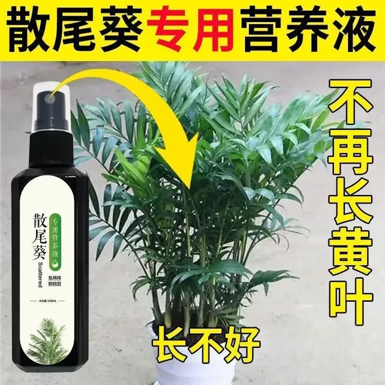 【不黄叶】散尾葵营养液治黄叶防干尖防烂根枯萎落叶杆径黄专用肥料