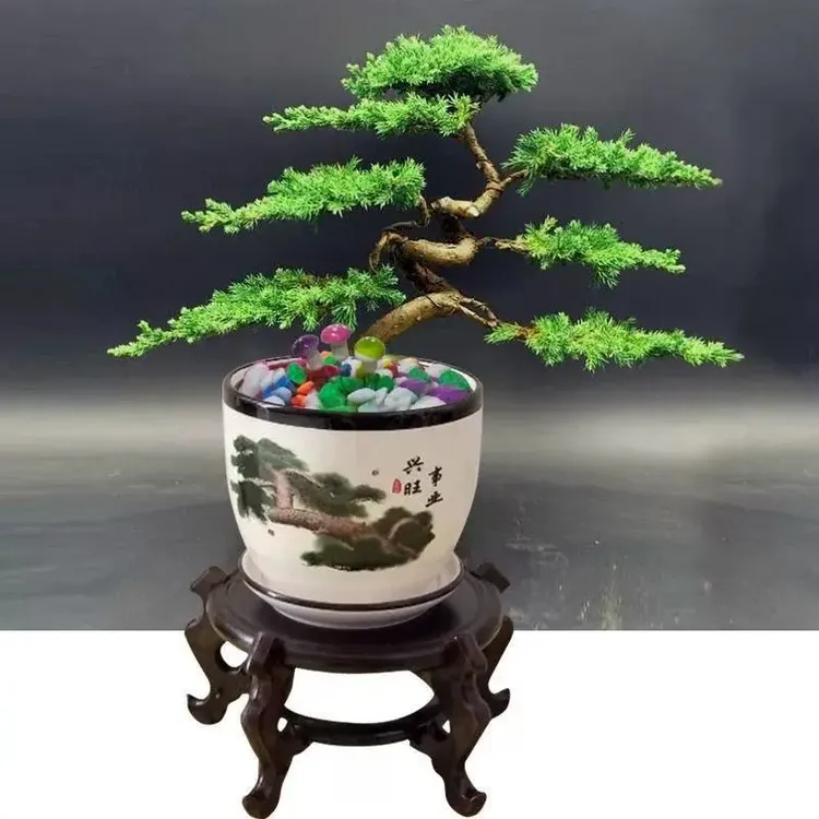 迎客松真树造型盆栽室内外松柏地柏造型盆景客厅办公室老桩绿植