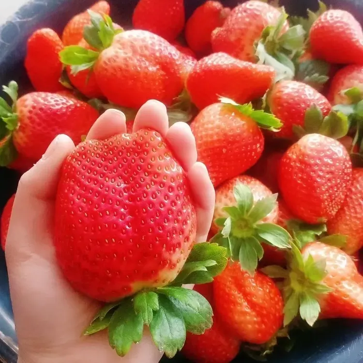 （省内）顺丰速运刘家峡沙地糖心草莓新鲜采摘大棚种植现摘
