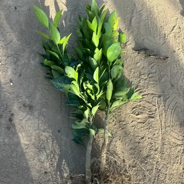 耐寒零下9度新品种满天红一年苗红皮红肉品种保真洋兰类