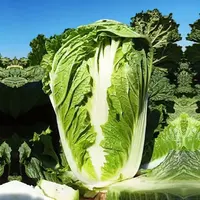 【五袋包邮】丰抗80白菜种子好吃亩产量高早熟抱耐热秋播蔬菜种子大