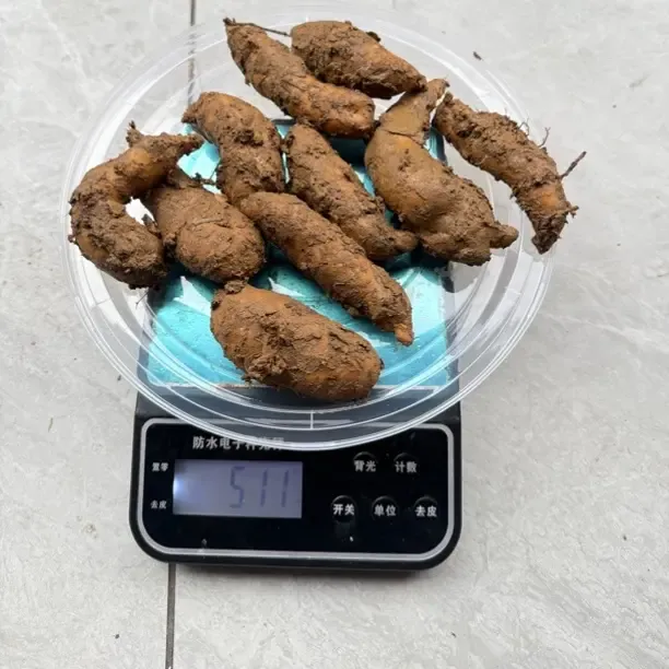 云南昭通小草坝新鲜天麻野生种植现挖现发带土发货煲汤滋补品