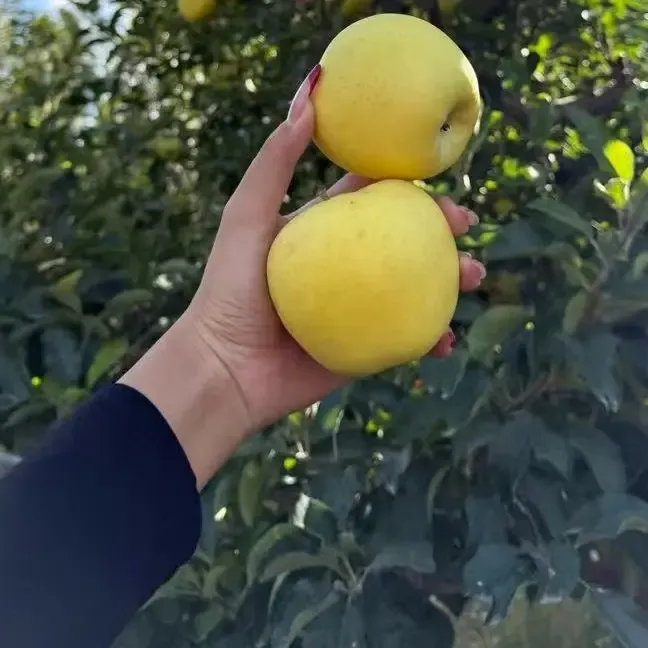 巴盟老品种，黄元帅苹果，小时候的味道