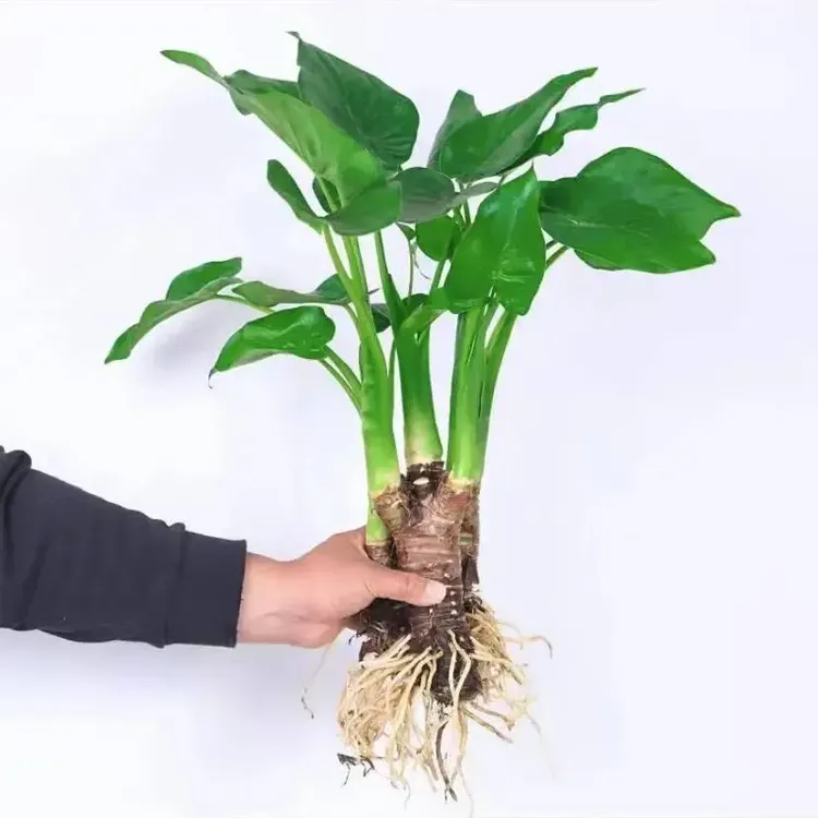 水培大叶千手观音土养滴水观音千手观音吸甲醛净化空气盆栽美丽