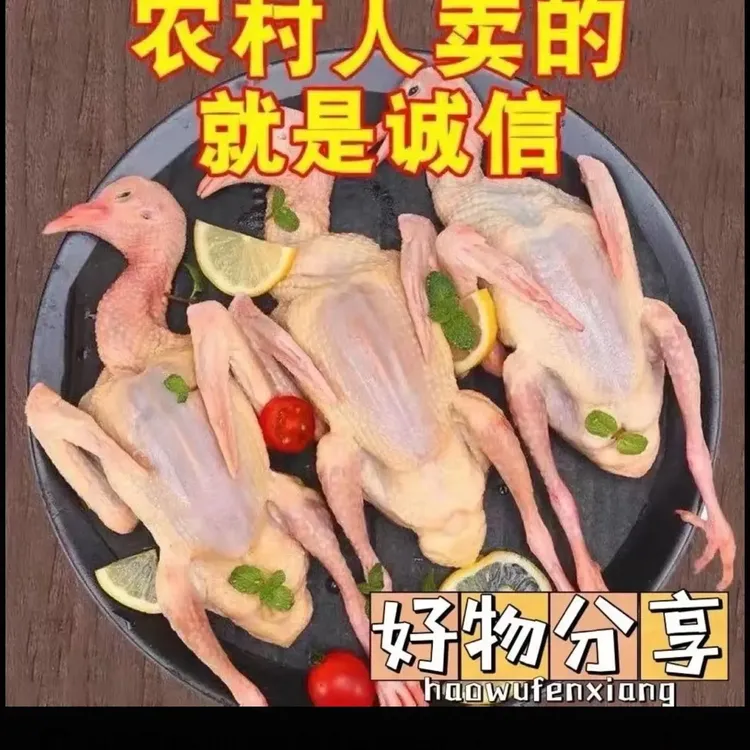 农家散养土鸽子新鲜现杀带内脏急冻锁鲜顺丰包邮