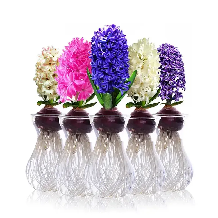 风信子种球浓香型水培懒人植物室内窗台阳台花卉盆栽冬季开花桌摆