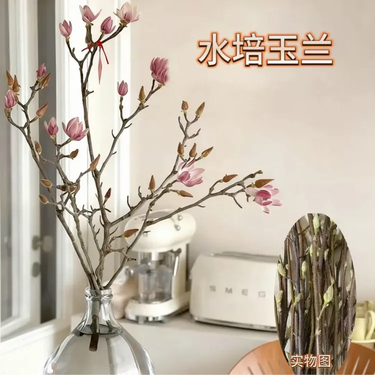 带花苞！紫玉兰花水培鲜切枝室内浓香耐寒花卉懒人好养活