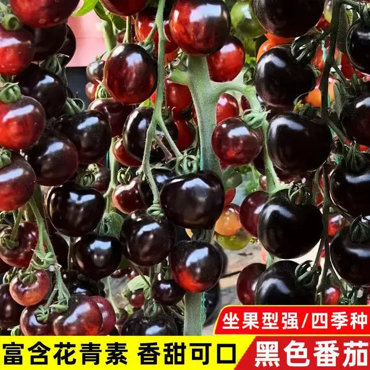 黑珍珠番茄种子小番茄种子阳台盆栽西红柿种子蔬菜种子生长水果