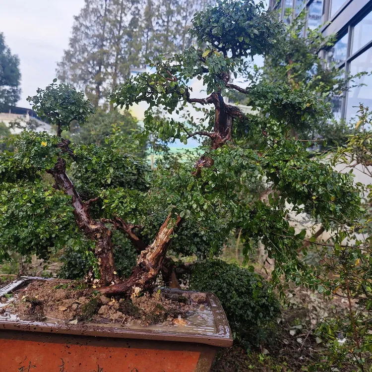 高端雀梅盆景适合庭院阳台摆放