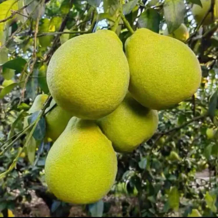 正宗江永香柚沙田柚新鲜当季水果白心无酸老树柚子耐放