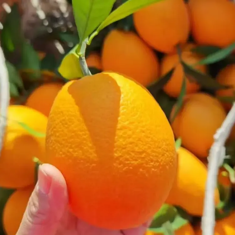 正宗奉节脐橙现摘新鲜水果产地直发应季甜橙子果园