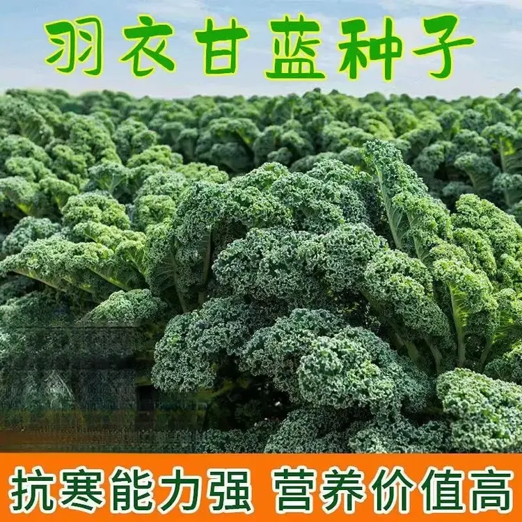 【割完又长】羽衣甘蓝蔬菜种子食用甘蓝蔬菜种籽四季雨衣甘蓝种籽