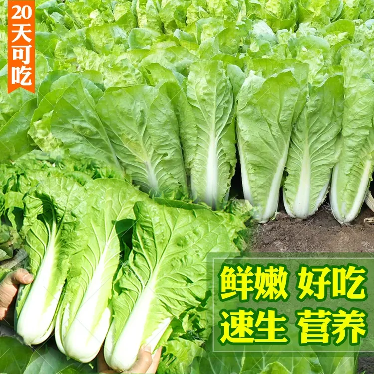 速生【奶油快菜】25天早熟快菜植蔬白菜种籽阳台种春夏四季蔬菜种子