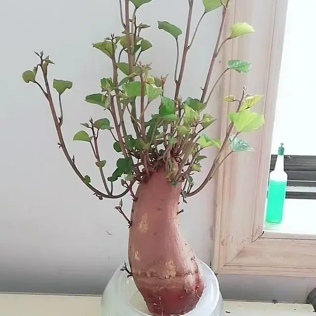水培植物发芽红薯苗地瓜苗土培盆景阳台观赏吃叶阳台盆景盆栽