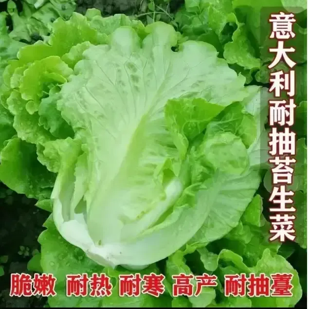 意大利罗马生菜种子耐冷耐抽苔 生菜种子四季可种