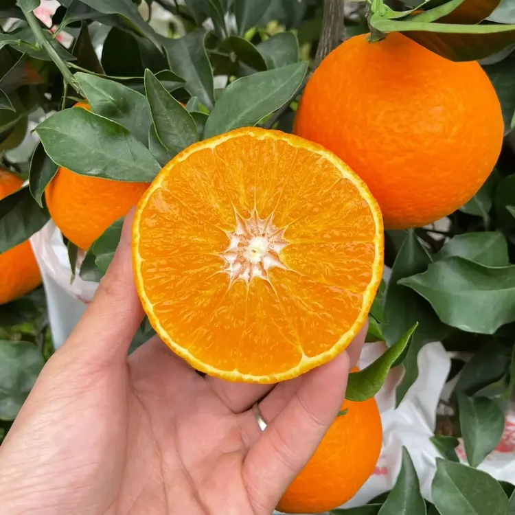 四川爱媛果冻橙产地直发新鲜水果现摘现发应季橙子四川正宗川红橘