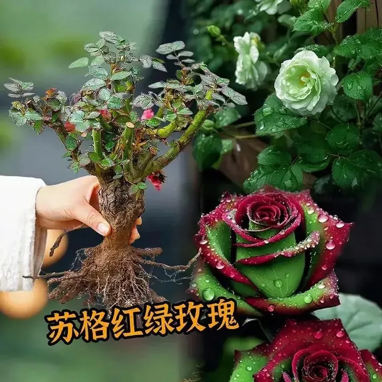 云南玫瑰花老桩苗四季开花耐寒植物盆栽大花绿植浓香好养活月季