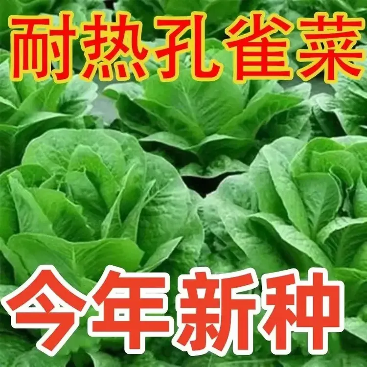 孔雀菜种子正品一年四季种孔雀菜种子盆栽地栽生菜家庭蔬菜种子KH