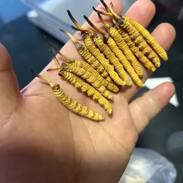 精选小黄芽2.0至2.5根/克冬虫夏草自然晒干滋补养生精品草