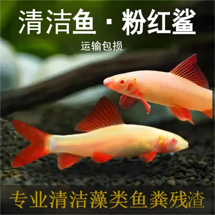 粉红鲨金苔鼠清道夫精品清洁工小型热混养广州发货淡水鱼观赏鱼