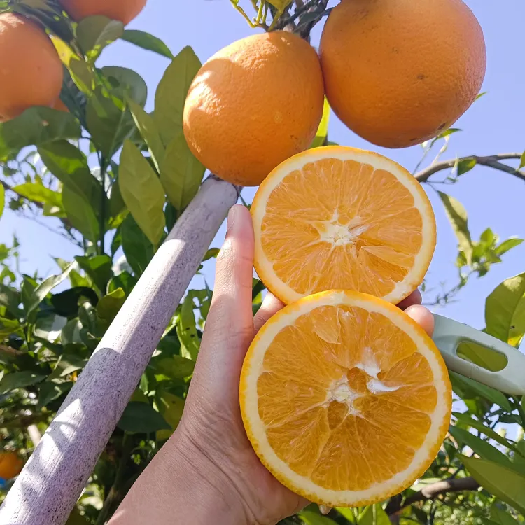 纽荷尔脐橙，产地直发，新鲜现摘现发（中果）