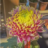 【盘龙木兰】大花富贵菊 九月大菊盆栽开花好看